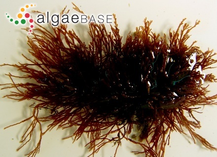 Fucus platycarpus f. minor Schousboe ex Bornet