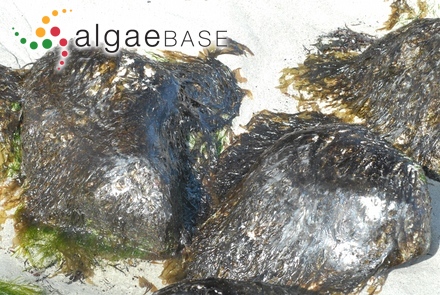 Compsonema chordae Noda