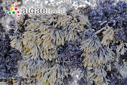 Laminaria religiosa Miyabe