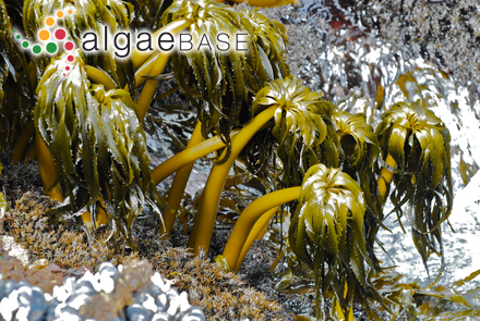 Laminaria sachalinensis (Miyabe) Miyabe