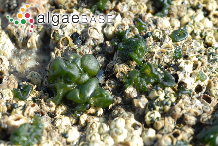 Antithamnion callocladum Itono