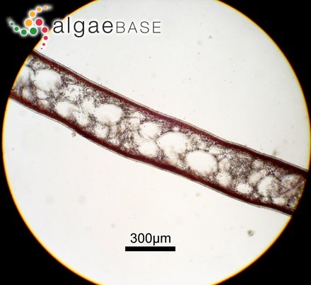 Dasyclonium ocellatum (Yendo) Scagel