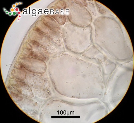 Lophosiphonia prostrata (Harvey) Falkenberg