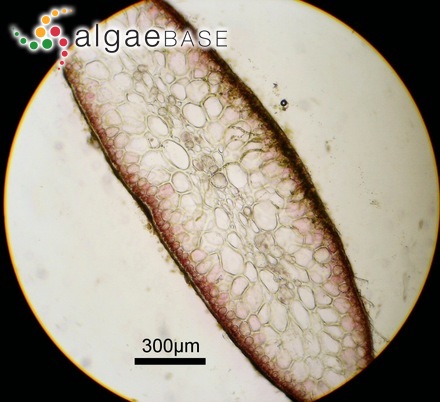 Symphyocladia latiuscula (Harvey) Yamada