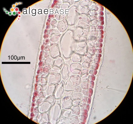 Symphyocladia linearis (Okamura) Falkenberg