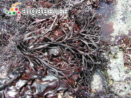 Gracilaria pacifica I.A.Abbott