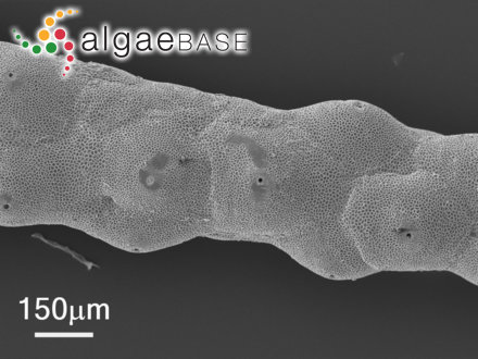Hollenbergia subulata (Harvey) E.M.Wollaston