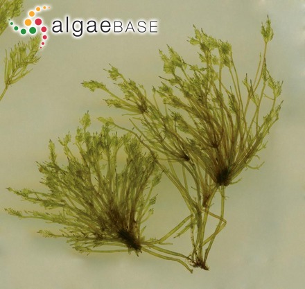Jantinella verruciformis (Setchell & McFadden) Kylin