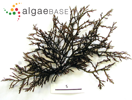 Janczewskia solmsii Setchell & Guernsey