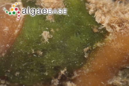 Trachelomonas australis var. conica Playfair