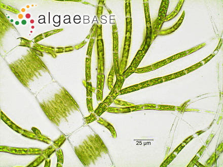 Thamnophora magellanica Montagne
