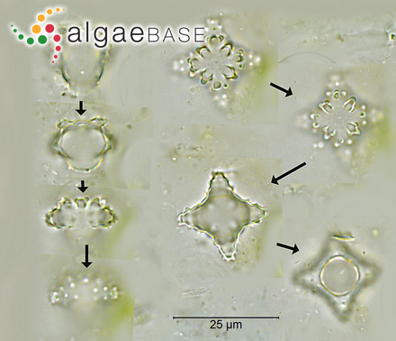 Melastictis desmarestiae Reinsch