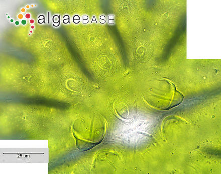Laminaria longipedalis var. diabolica (Miyabe) Miyabe