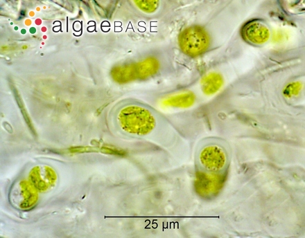 Phycolapathum lanceolatum Kützing