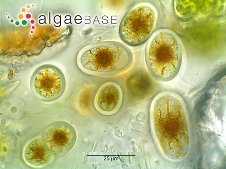 Erythrotrichia parietalis var. majuscula T.Tanaka & Pham-Hoàng Hô