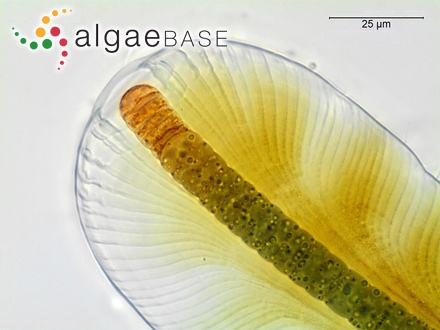 Lithothamnion aucklandicum (Foslie) Foslie