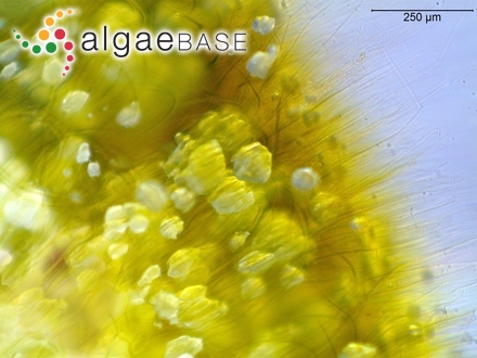 Dilophus robustus (J.Agardh) Womersley
