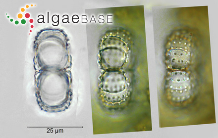 Turbinaria vulgaris var. conoides J.Agardh