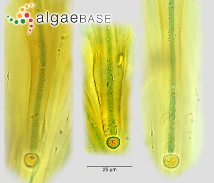 Gigartina angulata J.Agardh