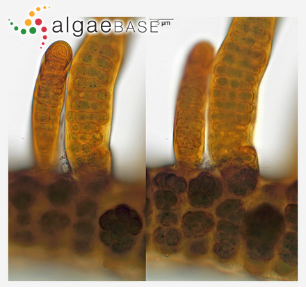 Gigartina papillosa (Bory) Stechell & N.L.Gardner