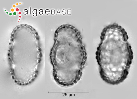 Lithophyllum stictiforme (Areschoug) Hauck