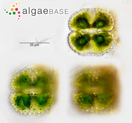 Lithophyllum expansum f. agariciforme Hauck