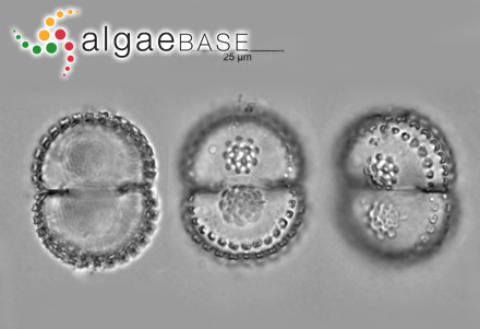 Titanoderma byssoides (Lamarck) Y.M.Chamberlain & Woelkerling