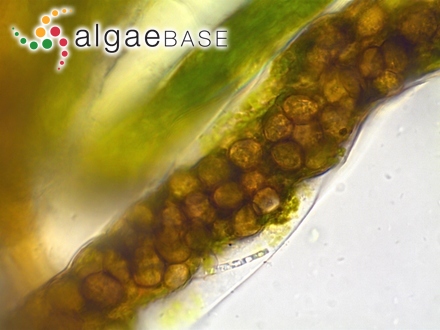 Turbinaria trialata var. capensis Kützing