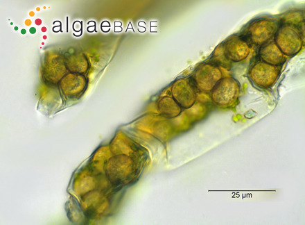 Turbinaria vulgaris J.Agardh
