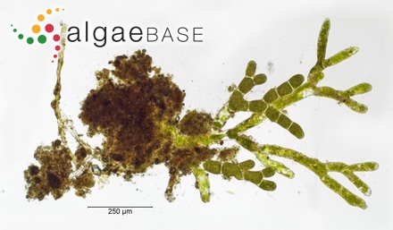 Halidrys murmanica A.D.Zinova
