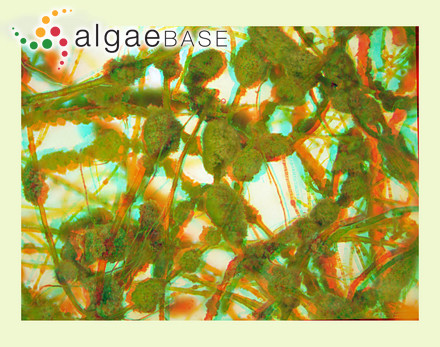 Fucus angustifolius Turner