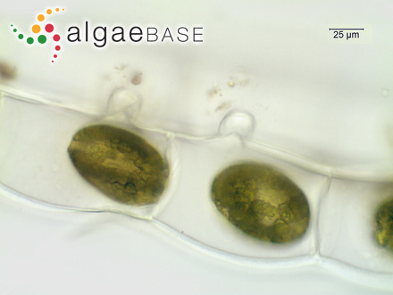 Sargassum tenue var. fuscescens Grunow