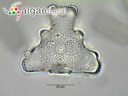 Goniolithon brassica-florida (Harvey) Foslie