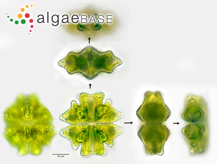 Spongites mamillosus (Hauck) Ballesteros
