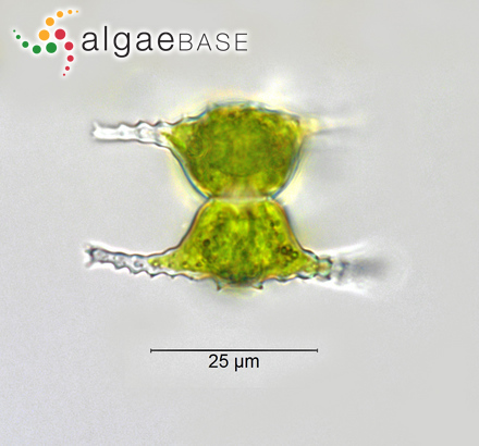 Sargassum mertensii Endlicher