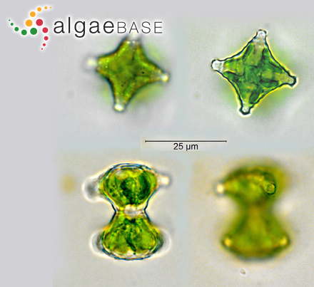 Fucus pilulifer Turner