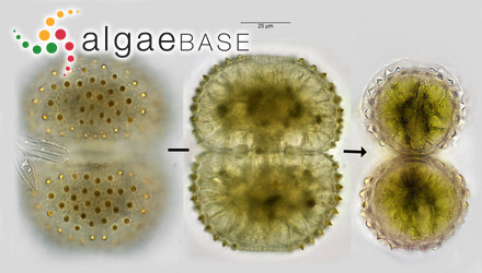 Corallina deshayesii Montagne