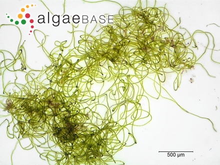 Chylocladia podagrica J.Agardh