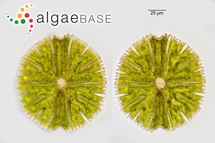 Thamnoclonium decipiens J.Agardh