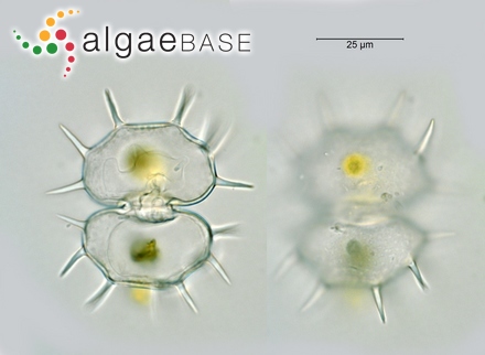 Sphacelaria racemosa var. arctica (Harvey) Reinke