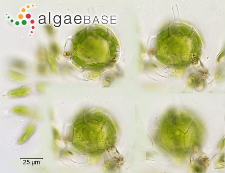 Audouinella pulvinata (Levring) Garbary