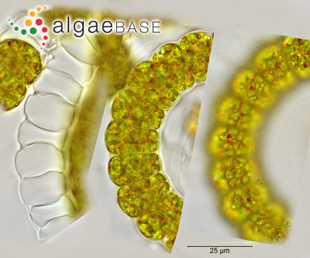 Caulerpa lentillifera var. longistipitata Weber Bosse