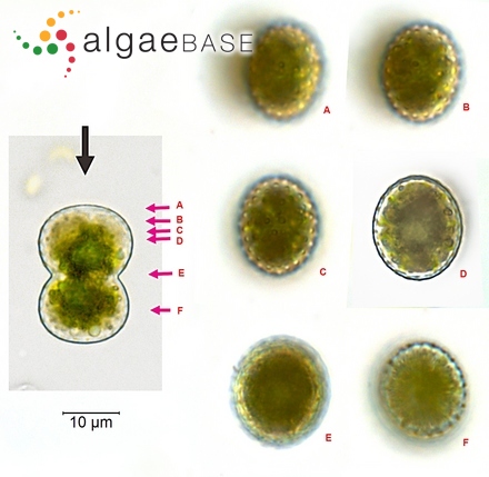 Erythroclonium angustatum Sonder