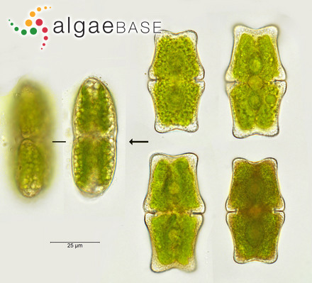 Grateloupia subsimplex Levring