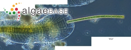 Phaeocolax kajimurae Hollenberg