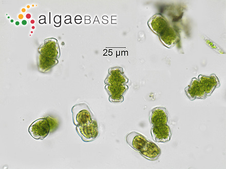 Sphacelaria cirrosa var. reticulata (Lyngbye) C.Agardh