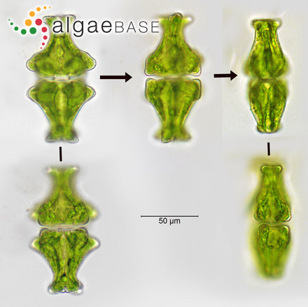 Sphacelaria scoparia var. aestivalis J.Agardh