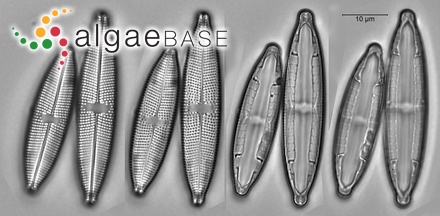 Sphacelaria scoparia var. hiemalis J.Agardh
