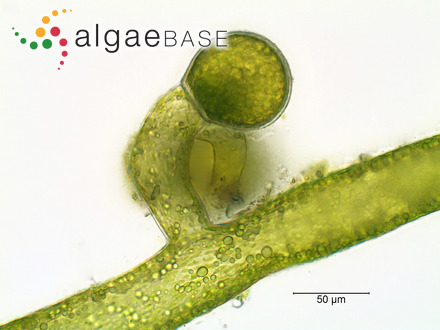 Caulerpa peltata var. macrodisca (Decaisne) Weber Bosse