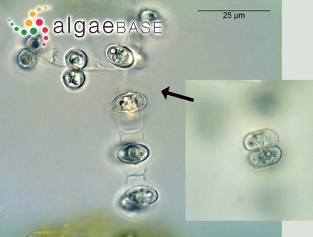 Ceramium brachygonum Lyngbye